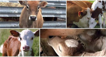 Co dělat a jak krmit tele, když nepije mléko